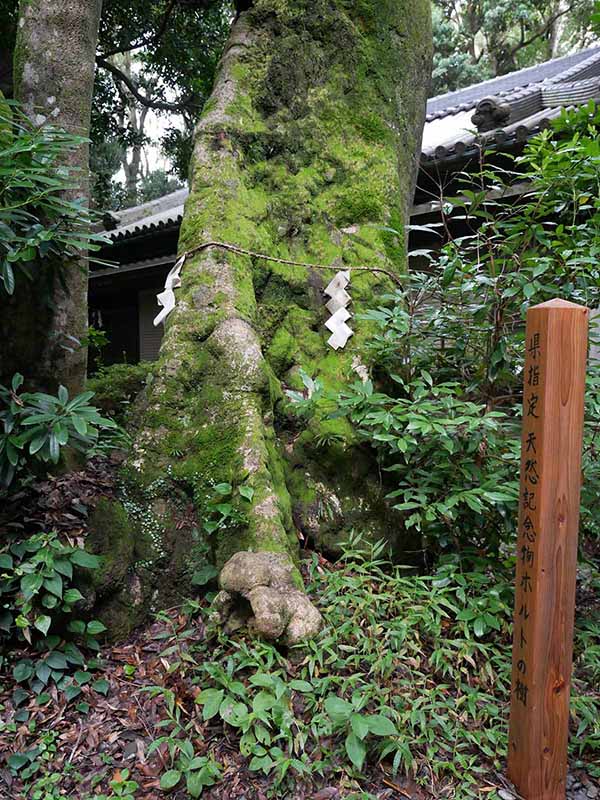 切目神社のホルトノキ