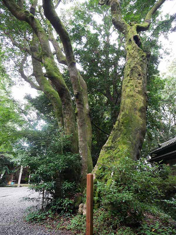 切目神社のホルトノキ