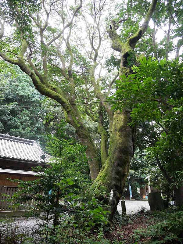 切目神社のホルトノキ