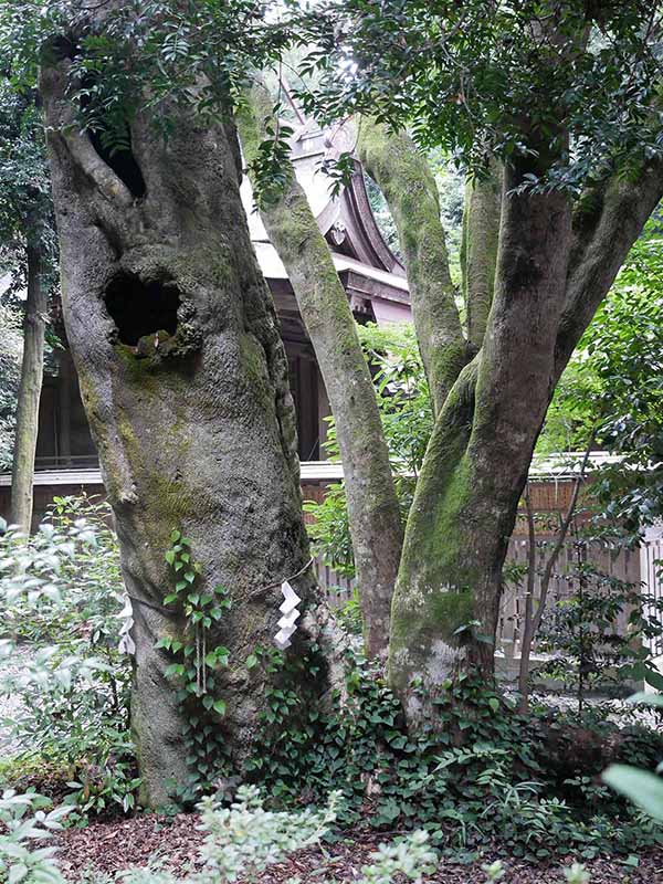 切目神社のホルトノキ