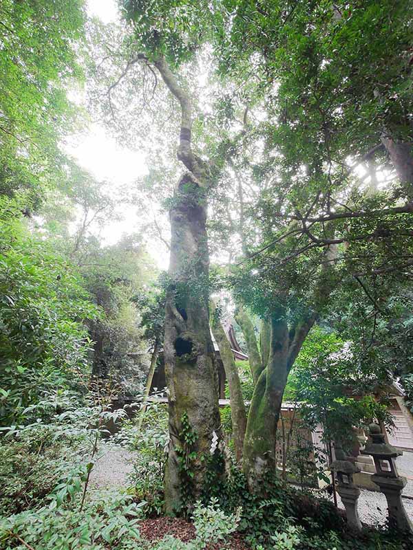 切目神社のホルトノキ