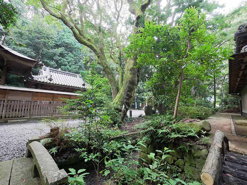 切目神社のホルトノキ