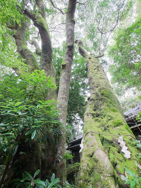 切目神社のホルトノキ