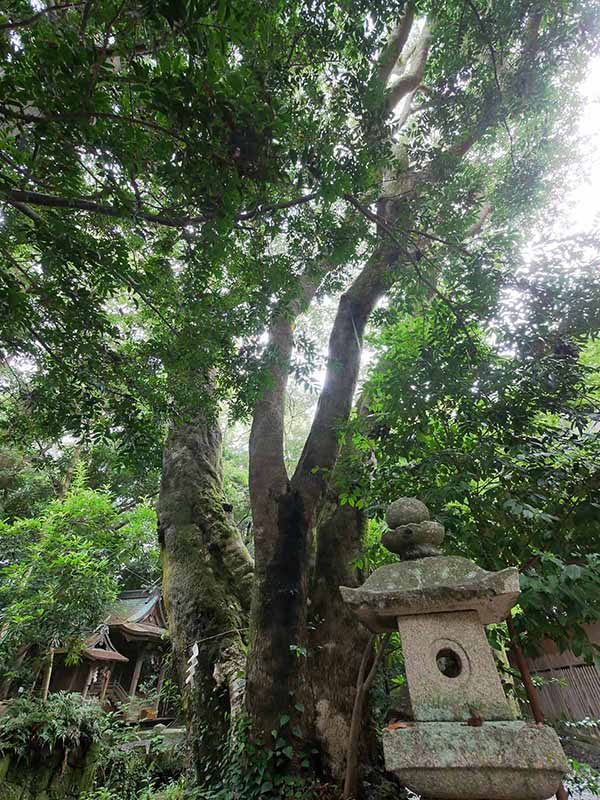 切目神社のホルトノキ