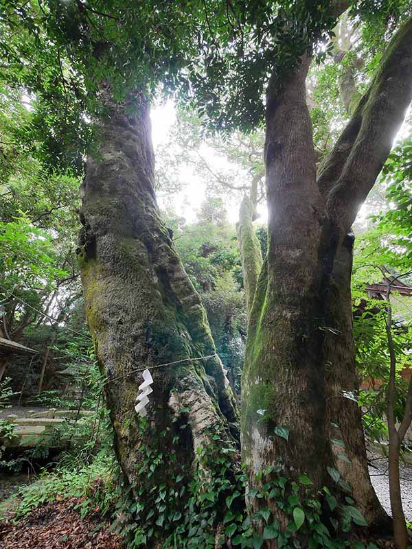 切目神社のホルトノキ