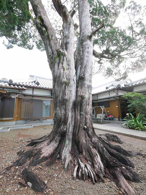 慶雲寺の柏槙