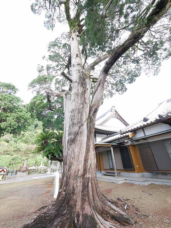 慶雲寺の柏槙