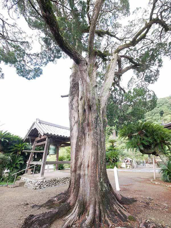 慶雲寺の柏槙