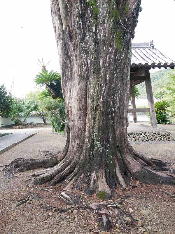 慶雲寺の柏槙