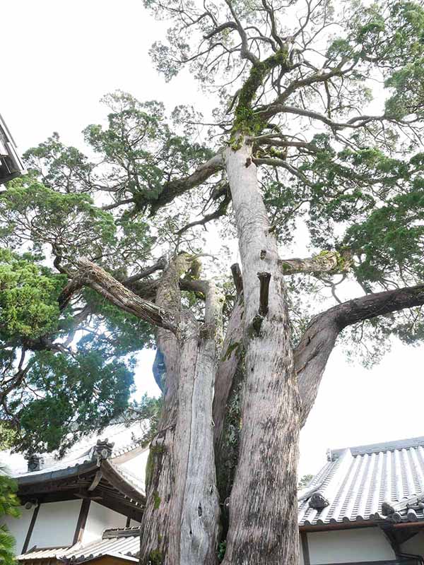 慶雲寺の柏槙