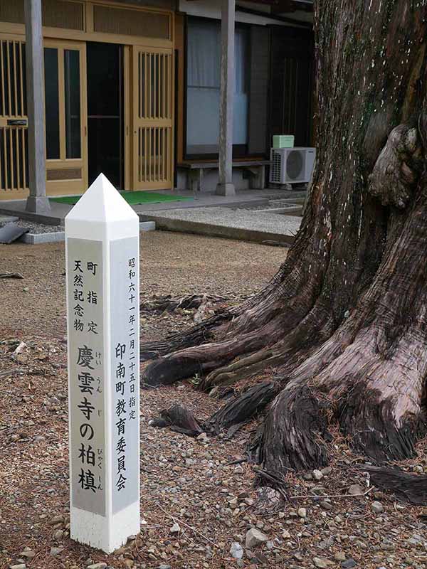 慶雲寺の柏槙