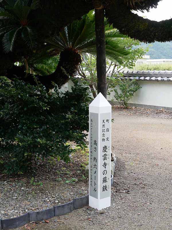 慶雲寺の蘇鉄