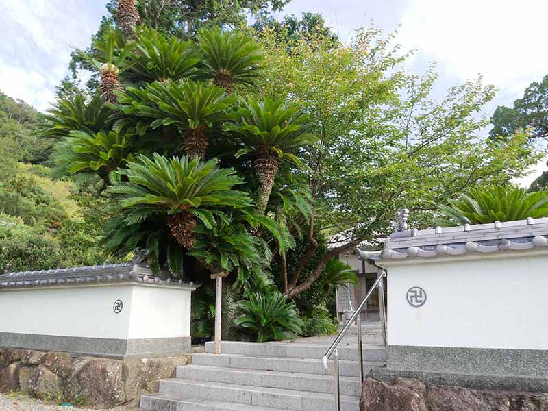 慶雲寺の蘇鉄