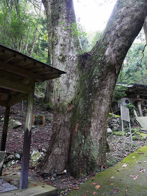 川又観音のトチノキ