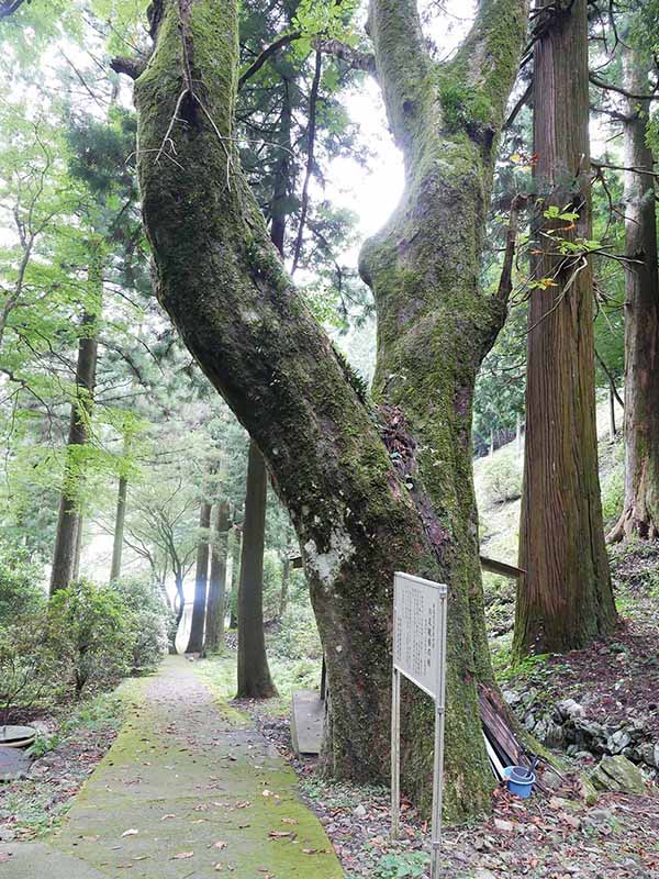 川又観音のトチノキ