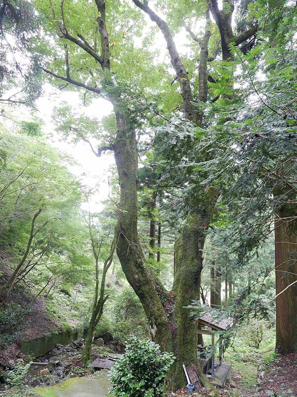 川又観音のトチノキ