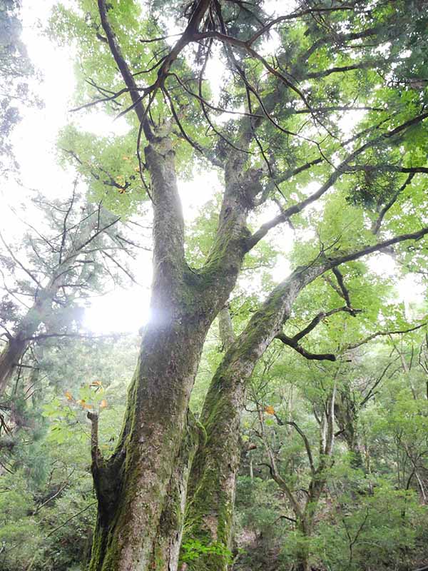 川又観音のトチノキ