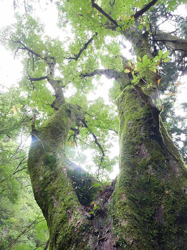 川又観音のトチノキ