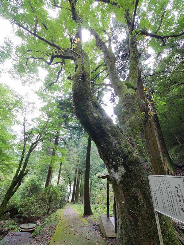 川又観音のトチノキ