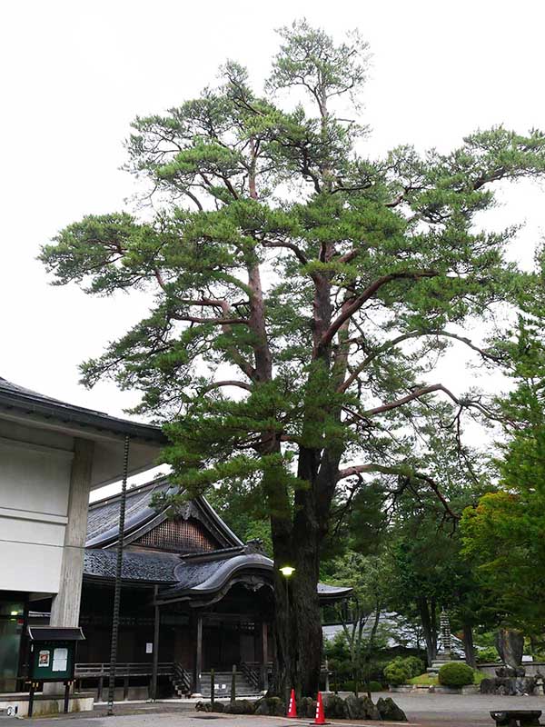 光明寺の松