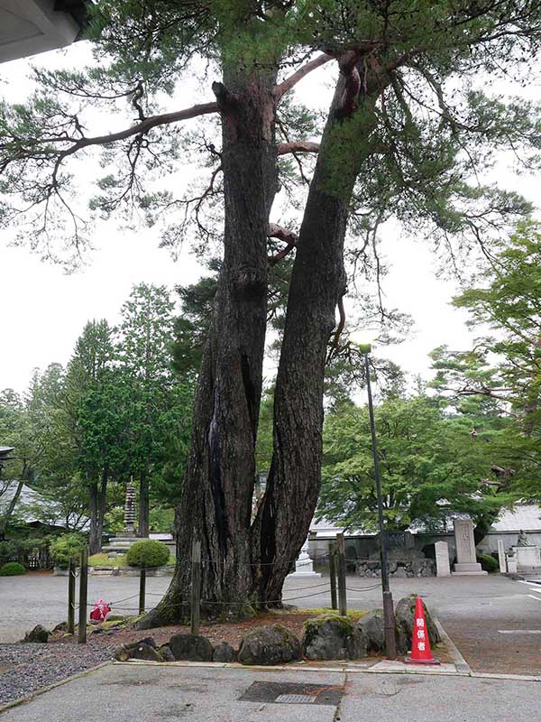 光明寺の松