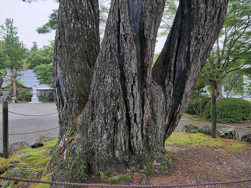 光明寺の松