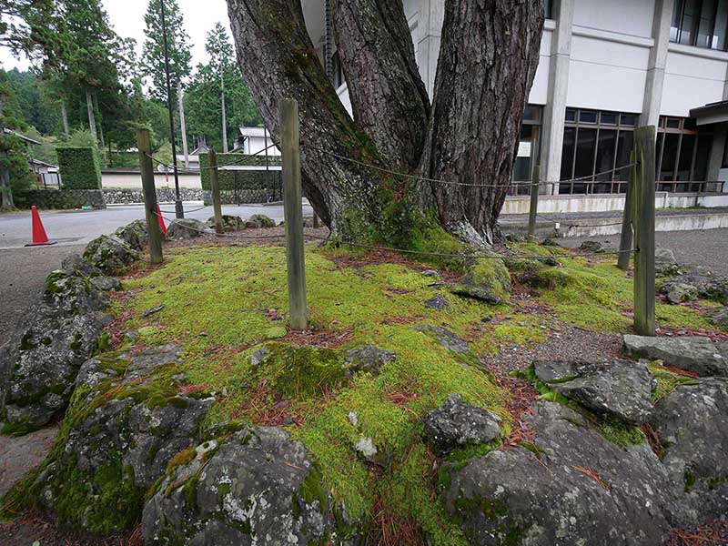 光明寺の松