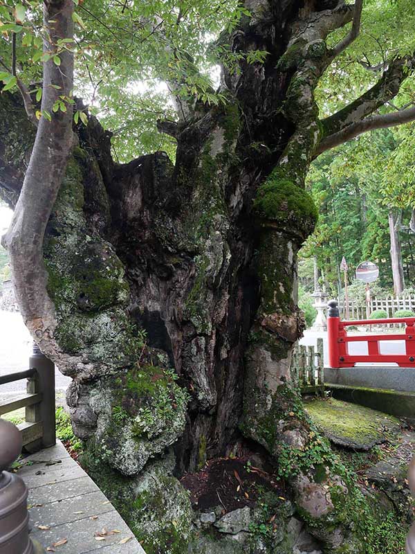 如意輪寺のケヤキ