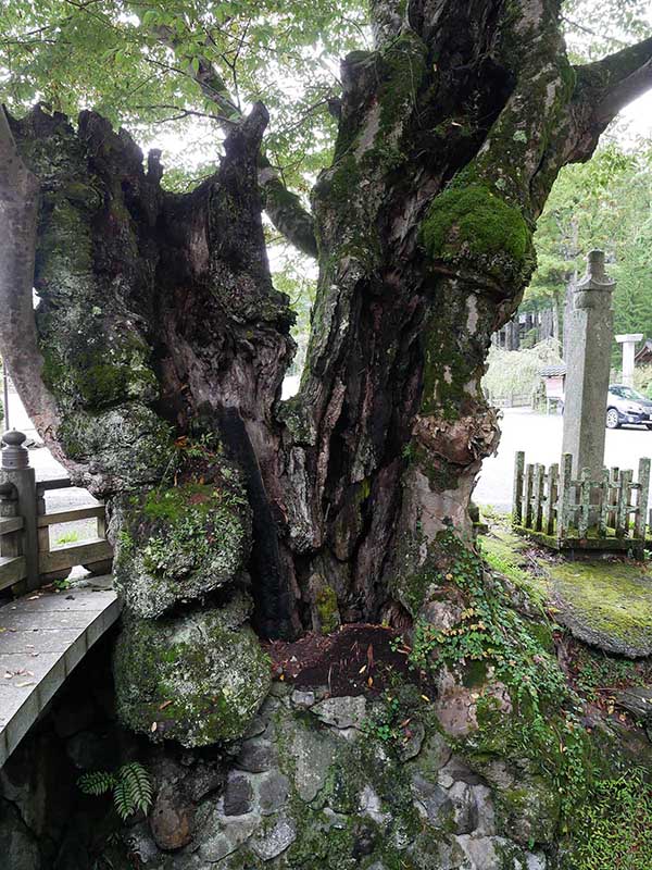 如意輪寺のケヤキ