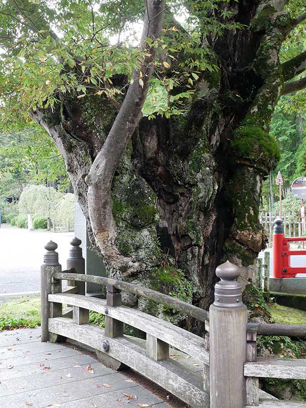 如意輪寺のケヤキ