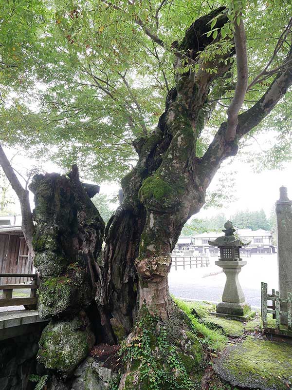 如意輪寺のケヤキ