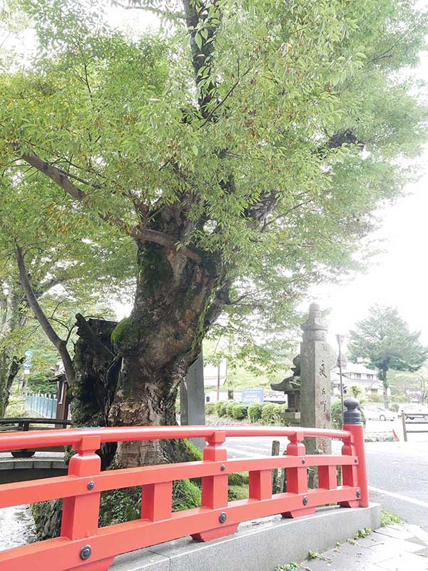 如意輪寺のケヤキ