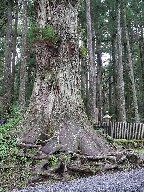 奥の院の大杉林