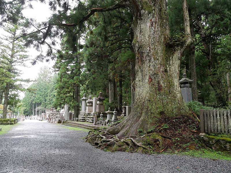 奥の院の大杉林