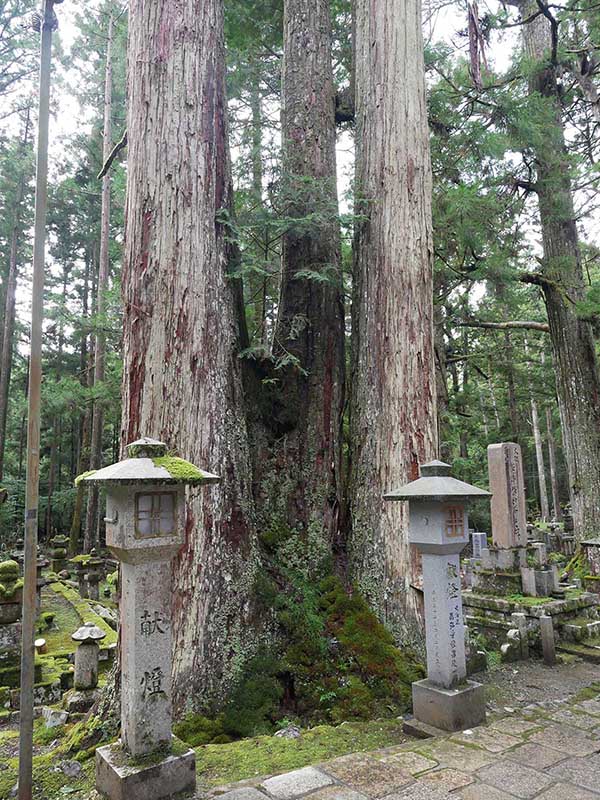 奥の院の大杉林