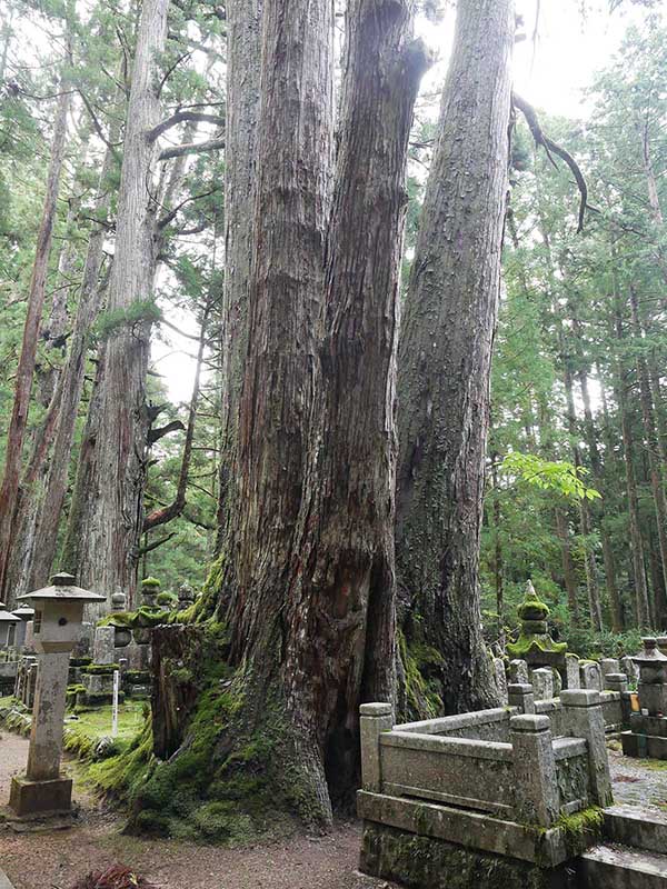 奥の院の大杉林