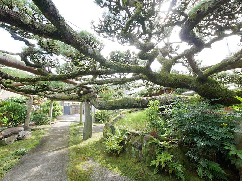 光明寺の松