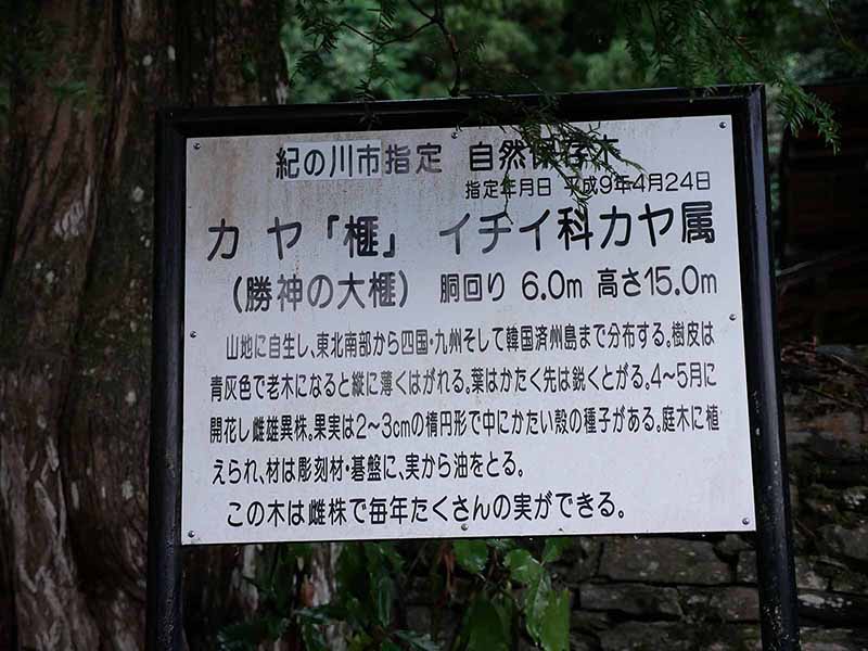 勝神薬師寺のカヤ