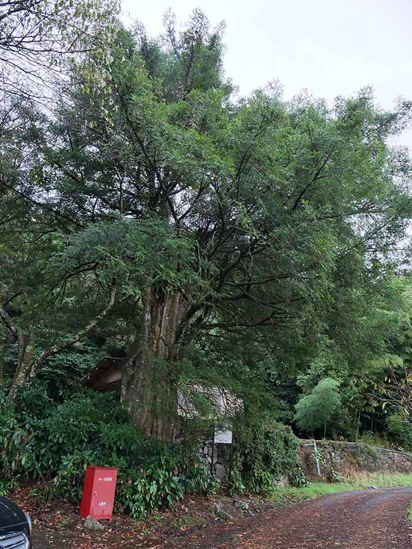 勝神薬師寺のカヤ