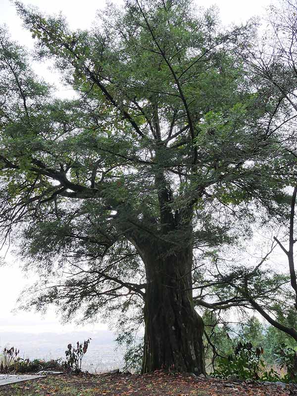 勝神薬師寺のカヤ