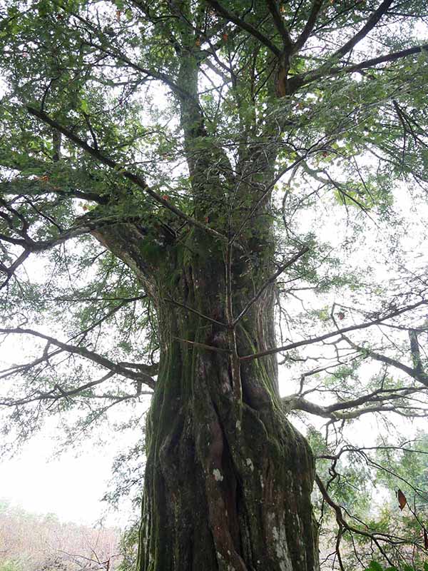 勝神薬師寺のカヤ