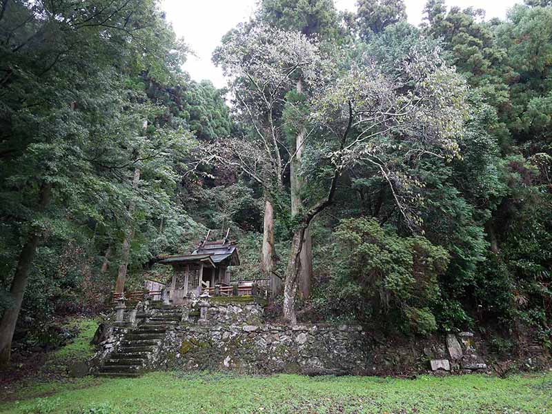 勝神薬師寺のカヤ