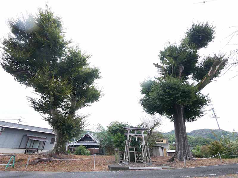 三船神社古宮のケヤキ