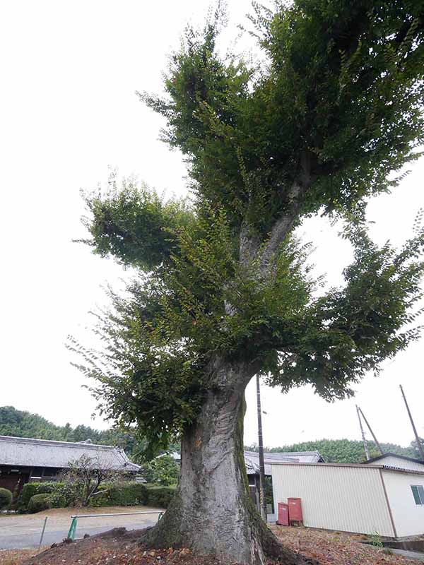 三船神社古宮のケヤキ