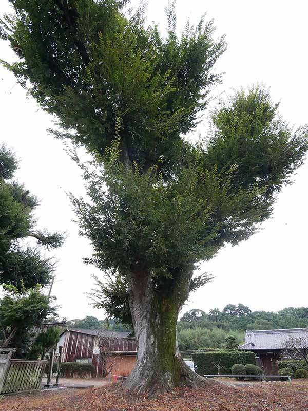 三船神社古宮のケヤキ