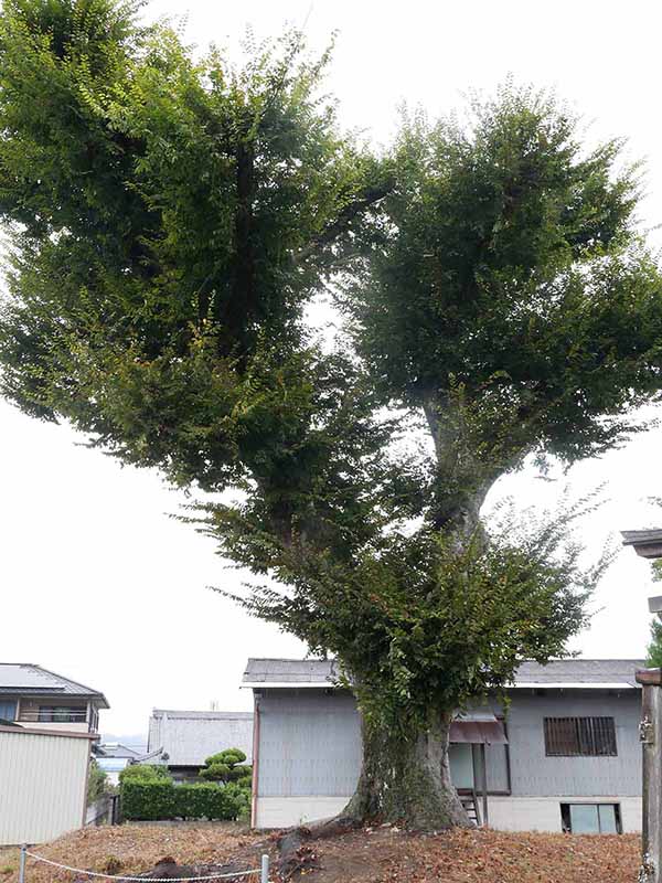 三船神社古宮のケヤキ