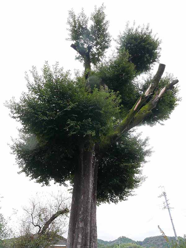 三船神社古宮のムクノキ