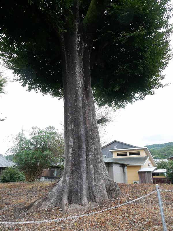 三船神社古宮のムクノキ