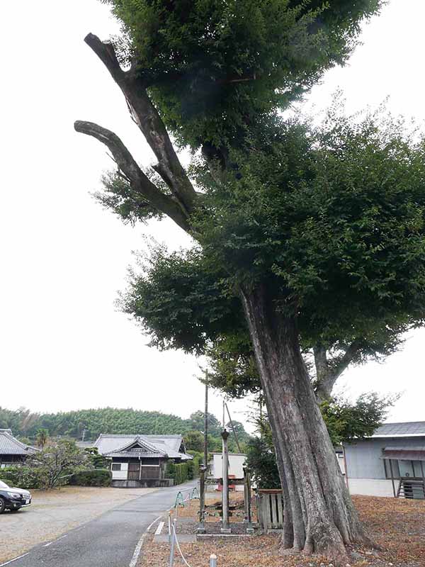 三船神社古宮のムクノキ