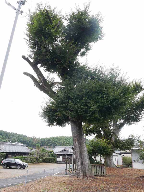 三船神社古宮のムクノキ